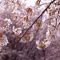 花見などの集まりに